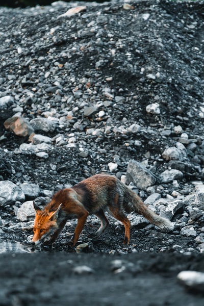 白天在岩石地面上的棕色狐狸